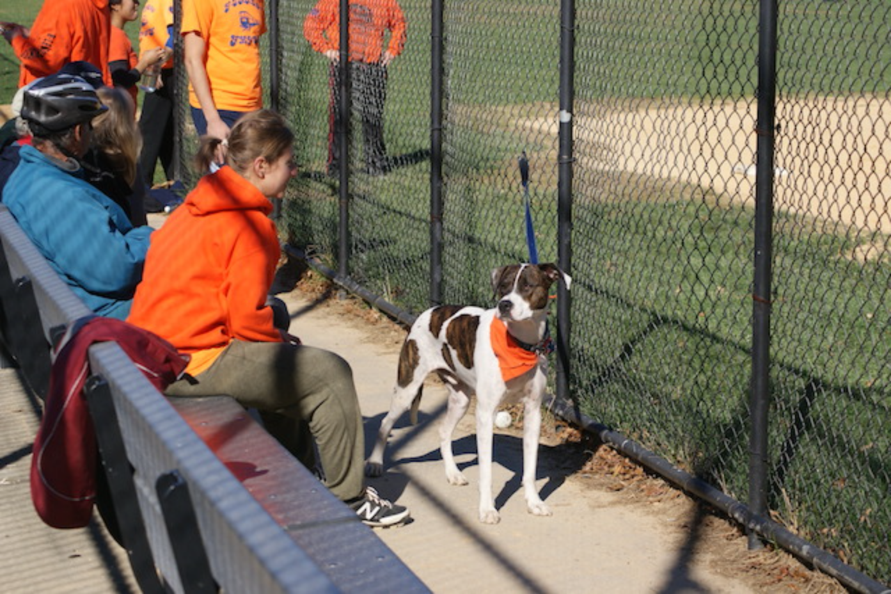 Dog with orange bandana near fence